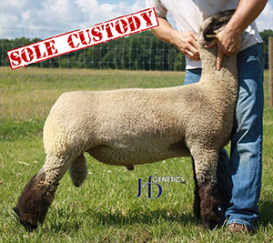 Sole Custody